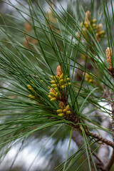 close up of pine needles