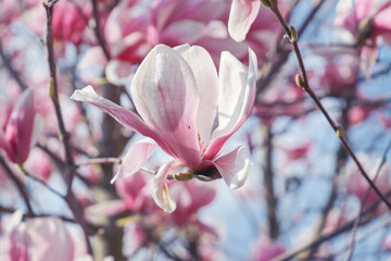 close up of the magnolia flowers with blue sky background - concept of positivity and renewal....