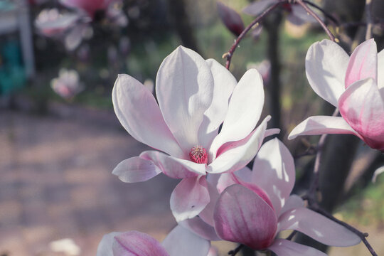 magnolia tree blossom