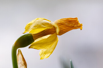 Withered yellow daffodil flower at the end of its flowering period