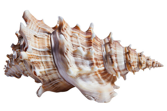 Spiral seashell conch
