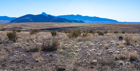 Yucca, arid desert vegetation and cacti against the background of a stone desert in Rocks State Park, New Mexico