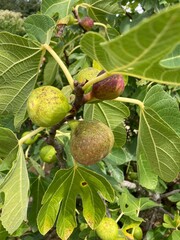 arboriculture, closeup, figs fruit, figs on the tree, food, fruit, fruit on the tree, fruit tree, organic
