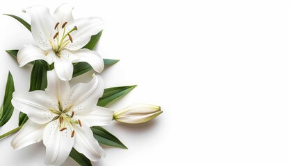 Funeral lily on white background with generous space for strategically placed text