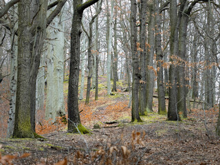 Trail in a forest in Germany with bare oak trees in the spring season. The beautiful nature environment creates an idyllic atmosphere. Vibrant woodland landscape.
