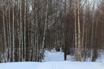 forest in winter