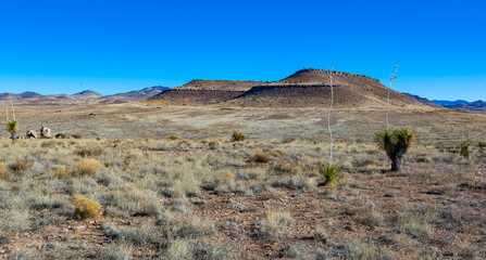Yucca, arid desert vegetation and cacti against the background of a stone desert in Rocks State Park, New Mexico
