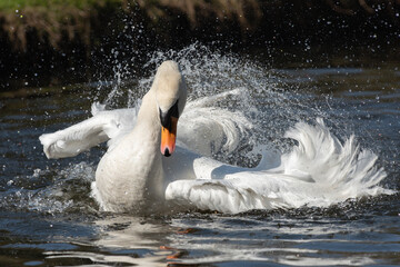 Frontal portrait of an adult mute swan (Cygnus olor) bathing on a sunny spring day - 761727001