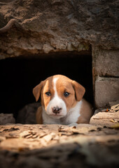 Cute Indian Indie street dog puppy