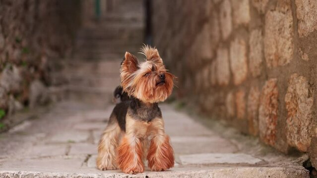 A Yorkshire Terrier sits alert on ancient cobblestones, the stoic guardian of a time-worn alleyway