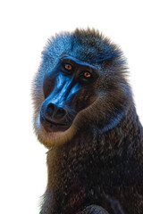Portrait of a drill monkey looking at the camera in png isolated