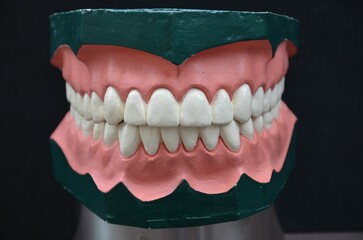 Frontal view of a macro mouth with pink gum and teeth in occlusion: incisors and canines.