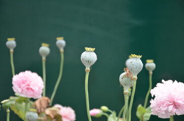 Poppy capsules with a few pink flowers in front of a green screen