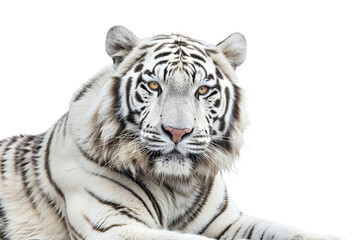 An image of a white tiger