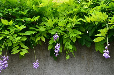 soft green foliage of a wisteria with its hanging mauve flowers in front of a cement wall