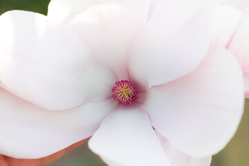 white and pink magnolia flower
