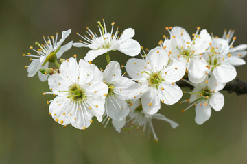 Closeup on a early and white flowering Blackthorn, Prunus spinos