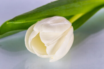 One white tulip on a light background