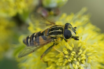 Closeup on a Hayling Billy hoverfly, Helophilus pendulus feeding