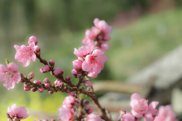 Fototapeta premium blossoming peach twigs - spring