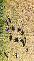 Cows grazing in open fields, aerial drone shot.