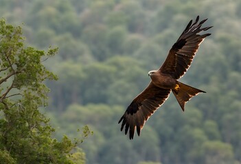 A view of a Red Kite in Flight