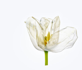 Tulpe weiß © Nailia Schwarz