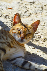 close up portrait of a cat pet animal