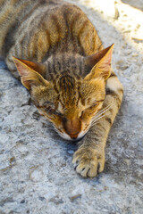 cat sleeping on the floor
