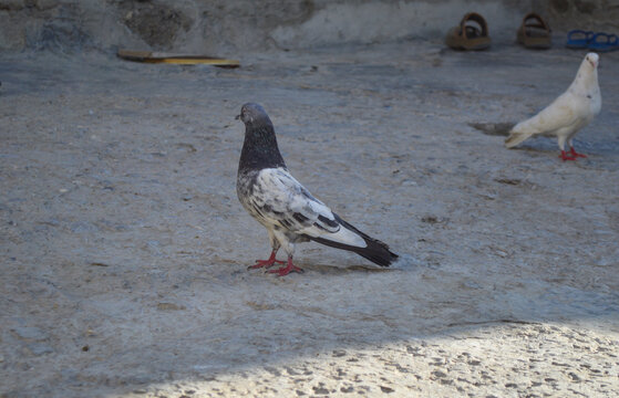 pigeons in the city, high flying domestic Kabootar bird