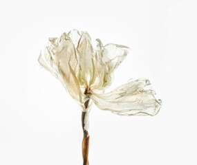 Tulpen