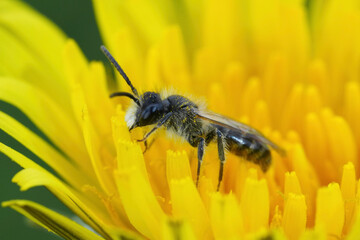 Closeup on male red-bellied miner mining bee, Andrena ventralis