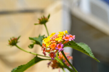 Colorful Blossom lantana camara flower outdoor macro flora close up