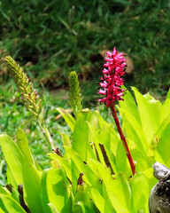 bromeliad flowers decorating the garden with varied colors and shapes