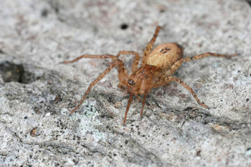 Closeup on a Buzzing spider, Anyphaena accentuata sitting on wood