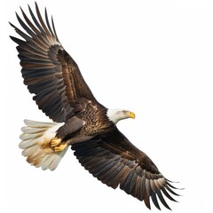 a bald eagle flying in the sky
