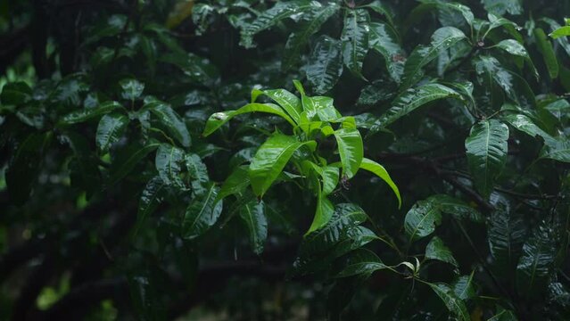 Vivid illustration of tropical rainfall for climate enthusiasts, featuring close-up shots of mango tree braving downpour, capturing essence of weather patterns in Asia. Concept of water cycle