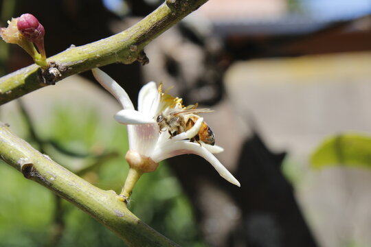Citrus aurantifolia, limero​ o limonero, flores hermafroditas, blancas o p&uacute;rpura,con gl&aacute;ndula nectar&iacute;fera, estambres con anteras amarillas,ovario plurilocular,con la Abeja poliniz&aacute;ndola               