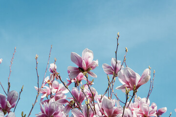 Magnolia flowers on blue sky background with copy space for text. Pink magnolia flowers on blue sky background. Spring flowers in the garden