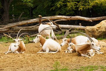 Herd of Antelopes Resting on Dirt Field