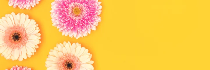 Rolgordijnen Banner with gerbera flowers scattered on a yellow background. © rorygezfresh
