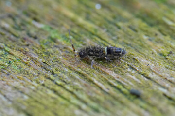 Closeup on a European small colorful slender springtail, Orchesella cincta, sitting on a piece of wood
