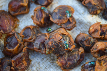 wild fly on dried dates, insect animal outdoor