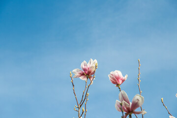Magnolia flowers on blue sky background with copy space for text. Pink magnolia flowers on blue sky background. Spring flowers in the garden