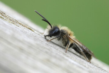 Closeup on a male of the Mellow miner mining bee, Andrena mitis sitting on wood