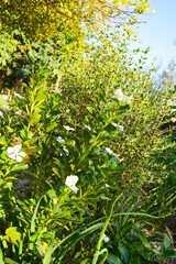 white periwinkle green leaves in the garden