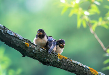 three swallow bird chicks sitting on a tree branch in a summer garden - 761739013