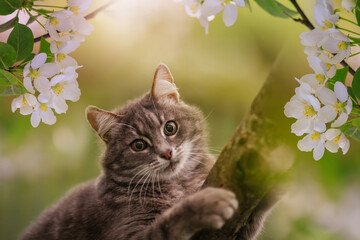 cute cat sitting on apple tree with white flowers in the spring May garden