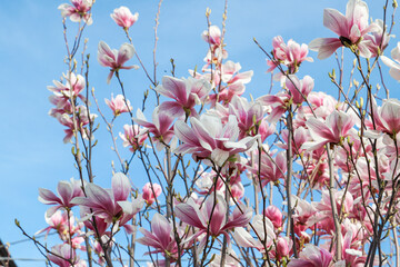 Magnolia flowers on blue sky background with copy space for text. Pink magnolia flowers on blue sky background. Spring flowers in the garden