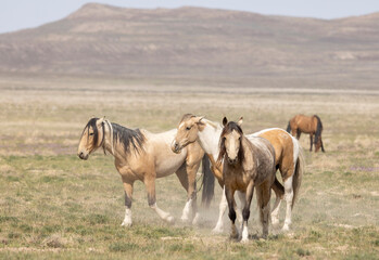Wild Horses in Spring in the Utah Desert - obrazy, fototapety, plakaty